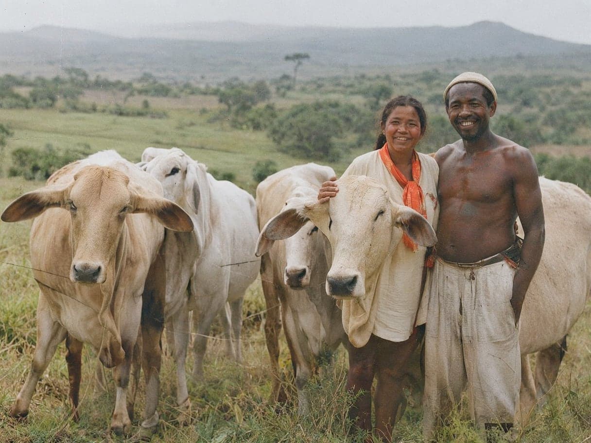 A farming couple with their zebu cattle in the highlands